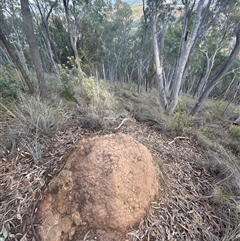 Coptotermes lacteus (Milk Termite) at Acton, ACT - 4 Jun 2024 by AaronClausen