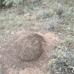 Nasutitermes exitiosus (Snouted termite, Gluegun termite) at Kenny, ACT - 4 Jun 2024 by AaronClausen