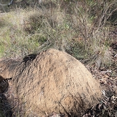 Nasutitermes exitiosus (Snouted termite, Gluegun termite) at Bruce, ACT - 4 Jun 2024 by AaronClausen