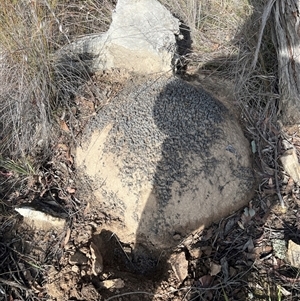 Nasutitermes exitiosus at Bruce, ACT - 4 Jun 2024