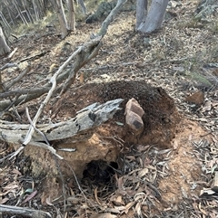 Nasutitermes exitiosus (Snouted termite, Gluegun termite) at Acton, ACT - 4 Jun 2024 by AaronClausen