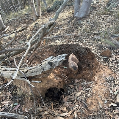 Nasutitermes exitiosus (Snouted termite, Gluegun termite) at Acton, ACT - 4 Jun 2024 by AaronClausen