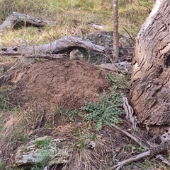 Nasutitermes exitiosus (Snouted termite, Gluegun termite) at Hackett, ACT - 4 Jun 2024 by AaronClausen