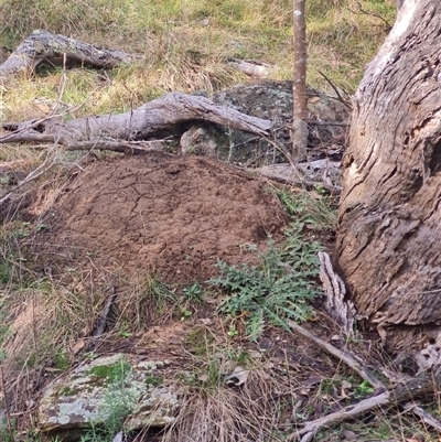 Nasutitermes exitiosus (Snouted termite, Gluegun termite) at Hackett, ACT - 4 Jun 2024 by AaronClausen