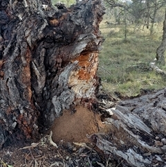 Nasutitermes exitiosus (Snouted termite, Gluegun termite) at Campbell, ACT - 4 Jun 2024 by AaronClausen