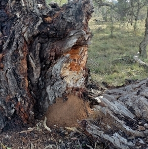 Nasutitermes exitiosus at Campbell, ACT - suppressed