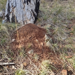 Nasutitermes exitiosus at Hackett, ACT - suppressed