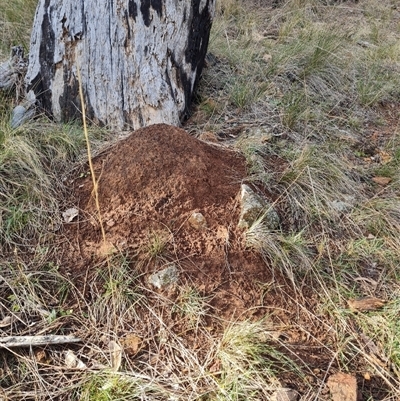 Nasutitermes exitiosus (Snouted termite, Gluegun termite) at Hackett, ACT - 4 Jun 2024 by AaronClausen