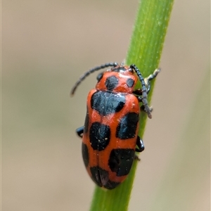 Phyllocharis cyanicornis at Bungonia, NSW - 17 Nov 2024