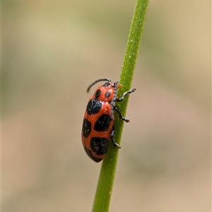 Phyllocharis cyanicornis at Bungonia, NSW - 17 Nov 2024