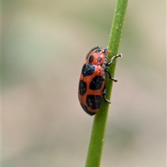 Phyllocharis cyanicornis at Bungonia, NSW - 17 Nov 2024