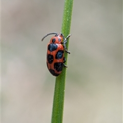 Phyllocharis cyanicornis at Bungonia, NSW - 17 Nov 2024