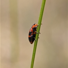 Phyllocharis cyanicornis at Bungonia, NSW - 17 Nov 2024