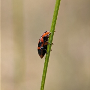 Phyllocharis cyanicornis at Bungonia, NSW - 17 Nov 2024