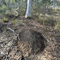 Nasutitermes exitiosus (Snouted termite, Gluegun termite) at Acton, ACT - 4 Jun 2024 by AaronClausen