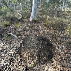 Nasutitermes exitiosus at Acton, ACT - 4 Jun 2024