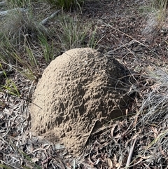 Nasutitermes exitiosus (Snouted termite, Gluegun termite) at Bruce, ACT - 4 Jun 2024 by AaronClausen