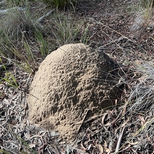 Nasutitermes exitiosus at Bruce, ACT - 4 Jun 2024