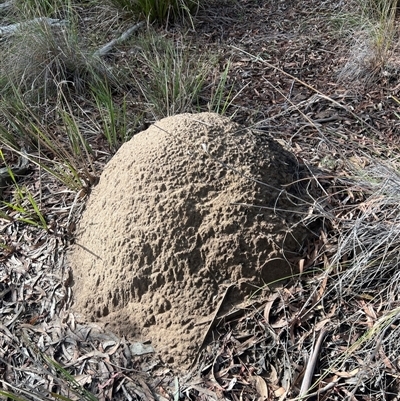 Nasutitermes exitiosus (Snouted termite, Gluegun termite) at Bruce, ACT - 4 Jun 2024 by AaronClausen