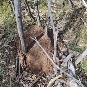 Nasutitermes exitiosus at Hackett, ACT - 4 Jun 2024