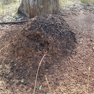 Nasutitermes exitiosus at Hackett, ACT - 4 Jun 2024