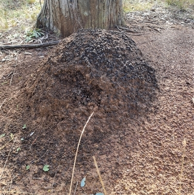 Nasutitermes exitiosus (Snouted termite, Gluegun termite) at Hackett, ACT - 4 Jun 2024 by AaronClausen