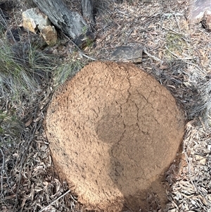 Nasutitermes exitiosus at Acton, ACT - 4 Jun 2024