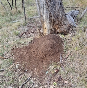 Nasutitermes exitiosus at Hackett, ACT - 4 Jun 2024