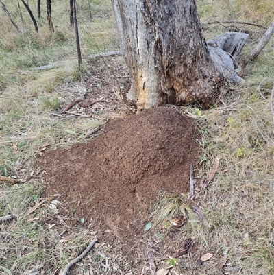 Nasutitermes exitiosus (Snouted termite, Gluegun termite) at Hackett, ACT - 4 Jun 2024 by AaronClausen