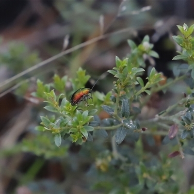 Aporocera (Aporocera) viridis (A leaf beetle) at Booth, ACT - 16 Nov 2024 by JimL