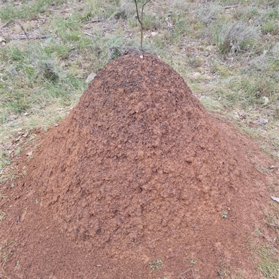 Nasutitermes exitiosus (Snouted termite, Gluegun termite) at Hackett, ACT - 4 Jun 2024 by AaronClausen