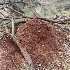 Nasutitermes exitiosus (Snouted termite, Gluegun termite) at Hackett, ACT - 4 Jun 2024 by AaronClausen