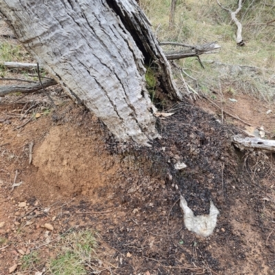 Nasutitermes exitiosus (Snouted termite, Gluegun termite) at Hackett, ACT - 4 Jun 2024 by AaronClausen