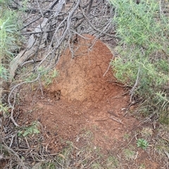 Nasutitermes exitiosus (Snouted termite, Gluegun termite) at Hackett, ACT - 4 Jun 2024 by AaronClausen