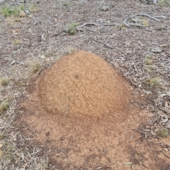 Nasutitermes exitiosus (Snouted termite, Gluegun termite) at Hackett, ACT - 4 Jun 2024 by AaronClausen