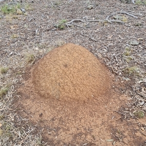 Nasutitermes exitiosus at Hackett, ACT - suppressed