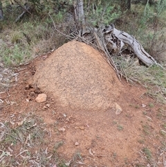 Nasutitermes exitiosus (Snouted termite, Gluegun termite) at Hackett, ACT - 4 Jun 2024 by AaronClausen