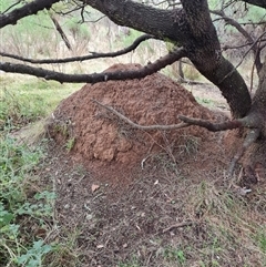 Nasutitermes exitiosus (Snouted termite, Gluegun termite) at Hackett, ACT - 4 Jun 2024 by AaronClausen