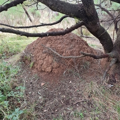 Nasutitermes exitiosus (Snouted termite, Gluegun termite) at Hackett, ACT - 4 Jun 2024 by AaronClausen