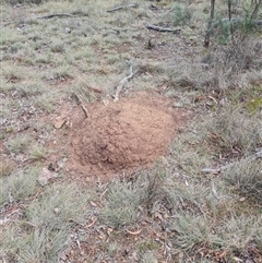 Nasutitermes exitiosus (Snouted termite, Gluegun termite) at Hackett, ACT - 4 Jun 2024 by AaronClausen