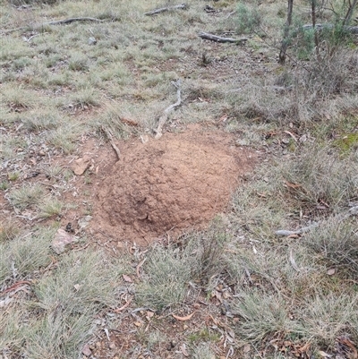 Nasutitermes exitiosus (Snouted termite, Gluegun termite) at Hackett, ACT - 4 Jun 2024 by AaronClausen