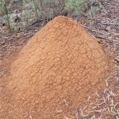 Nasutitermes exitiosus (Snouted termite, Gluegun termite) at Hackett, ACT - 4 Jun 2024 by AaronClausen