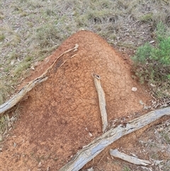 Nasutitermes exitiosus (Snouted termite, Gluegun termite) at Hackett, ACT - 4 Jun 2024 by AaronClausen