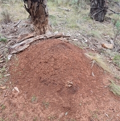 Nasutitermes exitiosus (Snouted termite, Gluegun termite) at Hackett, ACT - 4 Jun 2024 by AaronClausen