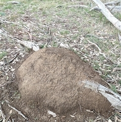 Nasutitermes exitiosus (Snouted termite, Gluegun termite) at Watson, ACT - 4 Jun 2024 by AaronClausen