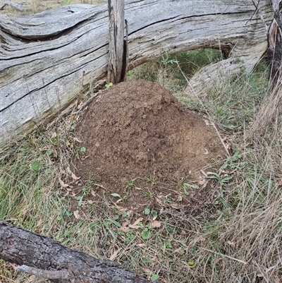 Nasutitermes exitiosus (Snouted termite, Gluegun termite) at Hackett, ACT - 4 Jun 2024 by AaronClausen