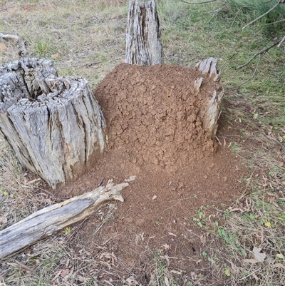 Nasutitermes exitiosus (Snouted termite, Gluegun termite) at Hackett, ACT - 4 Jun 2024 by AaronClausen