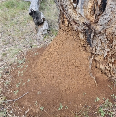 Nasutitermes exitiosus (Snouted termite, Gluegun termite) at Hackett, ACT - 4 Jun 2024 by AaronClausen