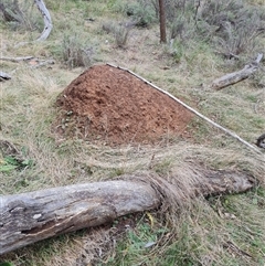 Nasutitermes exitiosus (Snouted termite, Gluegun termite) at Hackett, ACT - 4 Jun 2024 by AaronClausen