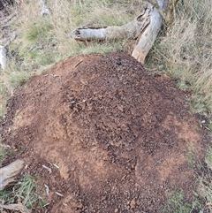 Nasutitermes exitiosus (Snouted termite, Gluegun termite) at Hackett, ACT - 4 Jun 2024 by AaronClausen